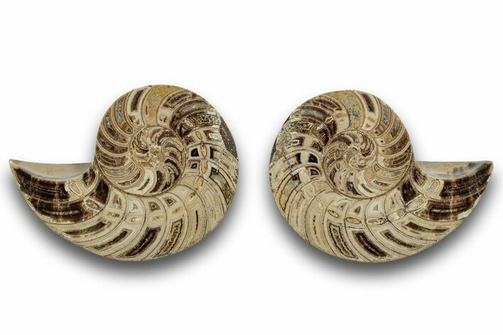 Jurassic Cut & Polished Nautilus (Cymatoceras) Fossil -Madagascar #246164